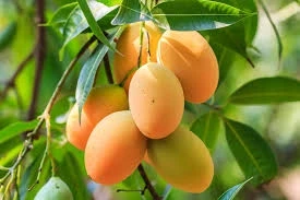 Mangatawhirio Juicy Yellow Mangos